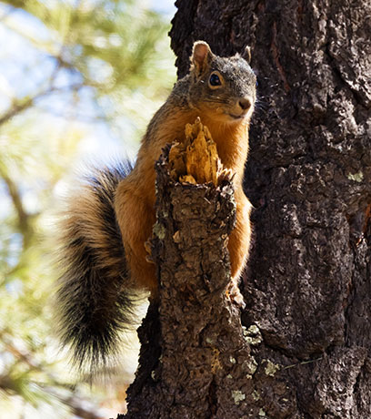 Mexican Fox Squirrels (Chiricahua Squirrel, Apache Squirrel, Nayarit Squirrel) Sciurus nayaritensisf