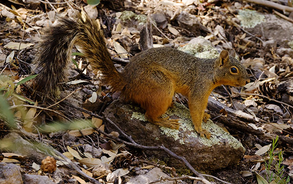 Mexican Fox Squirrels (Chiricahua Squirrel, Apache Squirrel, Nayarit Squirrel) Sciurus nayaritensisf