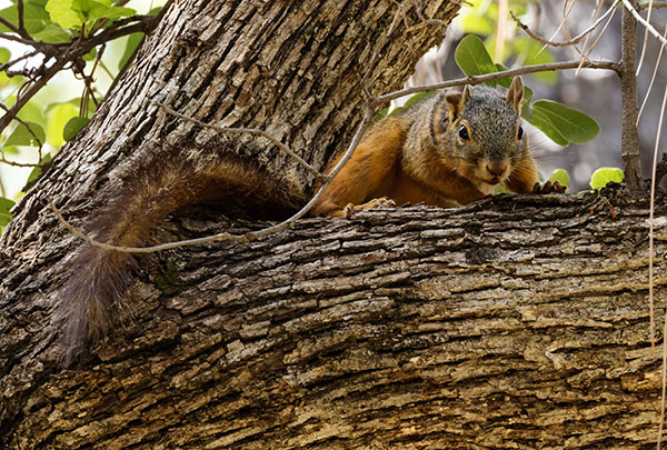 Mexican Fox Squirrels (Chiricahua Squirrel, Apache Squirrel, Nayarit Squirrel) Sciurus nayaritensisf
