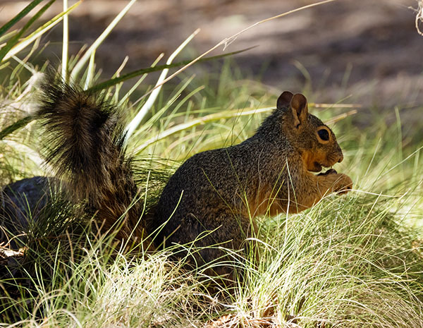 Mexican Fox Squirrels (Chiricahua Squirrel, Apache Squirrel, Nayarit Squirrel) Sciurus nayaritensisf
