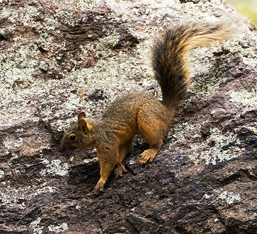 Mexican Fox Squirrels (Chiricahua Squirrel, Apache Squirrel, Nayarit Squirrel) Sciurus nayaritensisf