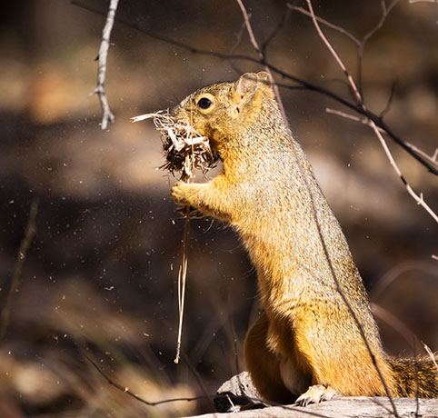 Mexican Fox Squirrels (Chiricahua Squirrel, Apache Squirrel, Nayarit Squirrel) Sciurus nayaritensisf