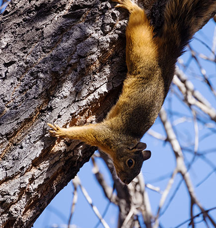 Mexican Fox Squirrels (Chiricahua Squirrel, Apache Squirrel, Nayarit Squirrel) Sciurus nayaritensisf