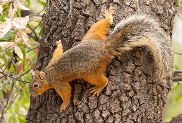 Mexican Fox Squirrels (Chiricahua Squirrel, Apache Squirrel, Nayarit Squirrel) Sciurus nayaritensisf