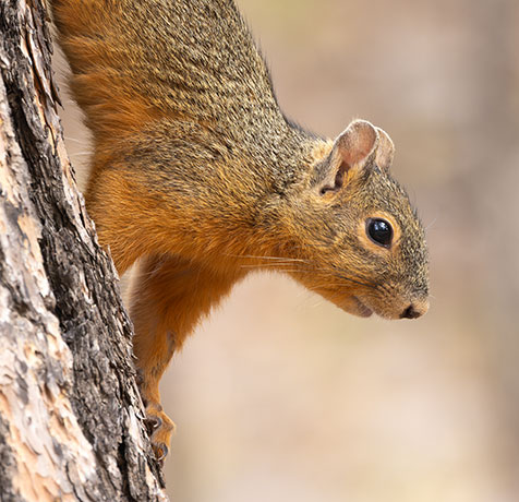Mexican Fox Squirrels (Chiricahua Squirrel, Apache Squirrel, Nayarit Squirrel) Sciurus nayaritensisf