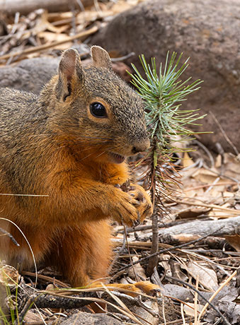 Mexican Fox Squirrels (Chiricahua Squirrel, Apache Squirrel, Nayarit Squirrel) Sciurus nayaritensisf