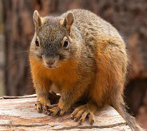Mexican Fox Squirrels (Chiricahua Squirrel, Apache Squirrel, Nayarit Squirrel) Sciurus nayaritensisf