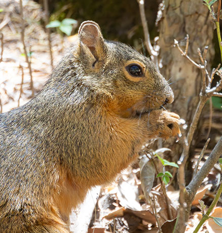 Mexican Fox Squirrels (Chiricahua Squirrel, Apache Squirrel, Nayarit Squirrel) Sciurus nayaritensisf