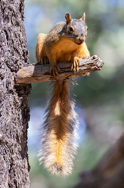 Mexican Fox Squirrels (Chiricahua Squirrel, Apache Squirrel, Nayarit Squirrel) Sciurus nayaritensisf