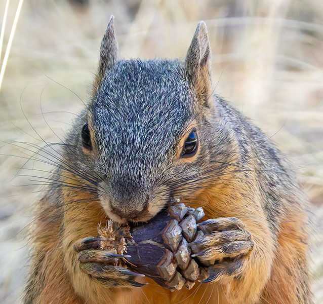 Mexican Fox Squirrels (Chiricahua Squirrel, Apache Squirrel, Nayarit Squirrel) Sciurus nayaritensisf