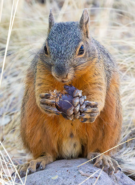 Mexican Fox Squirrels (Chiricahua Squirrel, Apache Squirrel, Nayarit Squirrel) Sciurus nayaritensisf