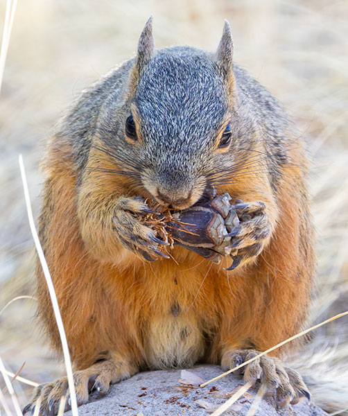 Mexican Fox Squirrels (Chiricahua Squirrel, Apache Squirrel, Nayarit Squirrel) Sciurus nayaritensisf