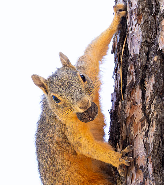 Mexican Fox Squirrels (Chiricahua Squirrel, Apache Squirrel, Nayarit Squirrel) Sciurus nayaritensisf
