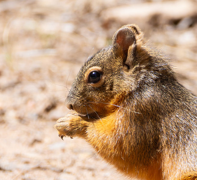 Mexican Fox Squirrels (Chiricahua Squirrel, Apache Squirrel, Nayarit Squirrel) Sciurus nayaritensisf