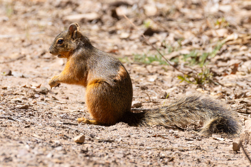 Mexican Fox Squirrels (Chiricahua Squirrel, Apache Squirrel, Nayarit Squirrel) Sciurus nayaritensisf