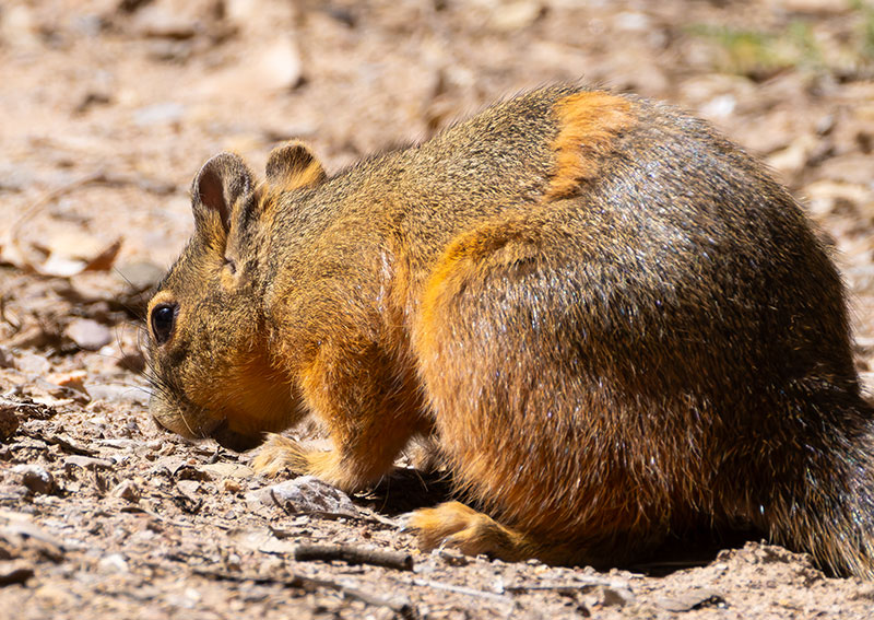 Mexican Fox Squirrels (Chiricahua Squirrel, Apache Squirrel, Nayarit Squirrel) Sciurus nayaritensisf