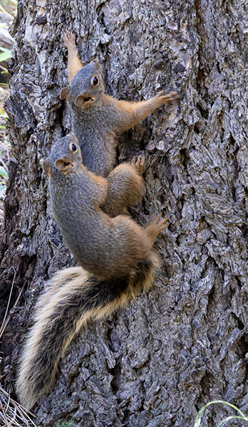 Mexican Fox Squirrels (Chiricahua Squirrel, Apache Squirrel, Nayarit Squirrel) Sciurus nayaritensisf