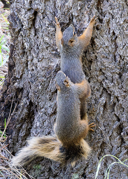 Mexican Fox Squirrels (Chiricahua Squirrel, Apache Squirrel, Nayarit Squirrel) Sciurus nayaritensisf