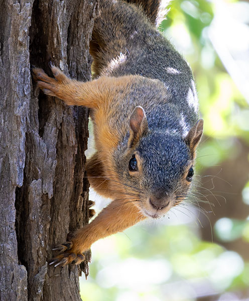 Mexican Fox Squirrels (Chiricahua Squirrel, Apache Squirrel, Nayarit Squirrel) Sciurus nayaritensisf