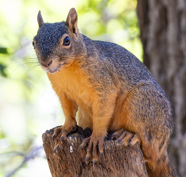 Mexican Fox Squirrels (Chiricahua Squirrel, Apache Squirrel, Nayarit Squirrel) Sciurus nayaritensisf