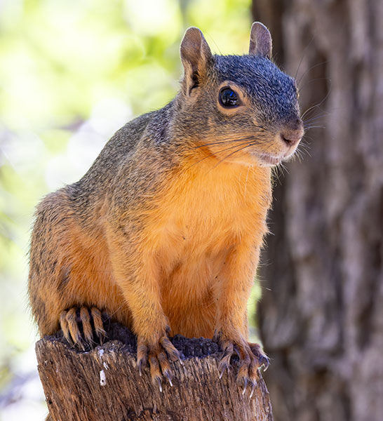 Mexican Fox Squirrels (Chiricahua Squirrel, Apache Squirrel, Nayarit Squirrel) Sciurus nayaritensisf