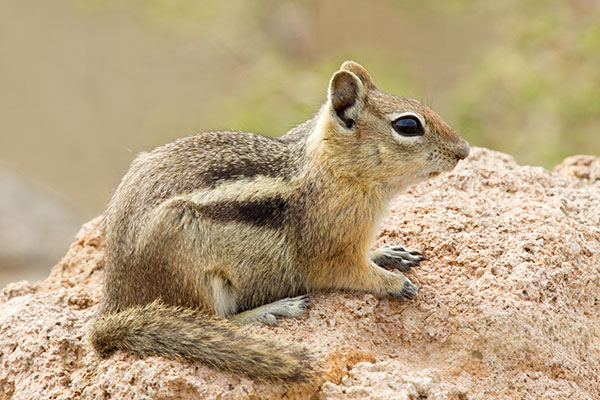 Golden-mantled Ground Squirrel Spermophilus lateralis sitting on rock