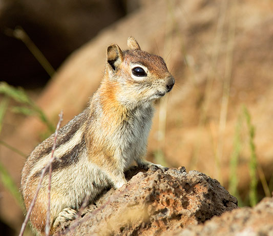 Golden-mantled Ground Squirrel Spermophilus lateralis sitting on log