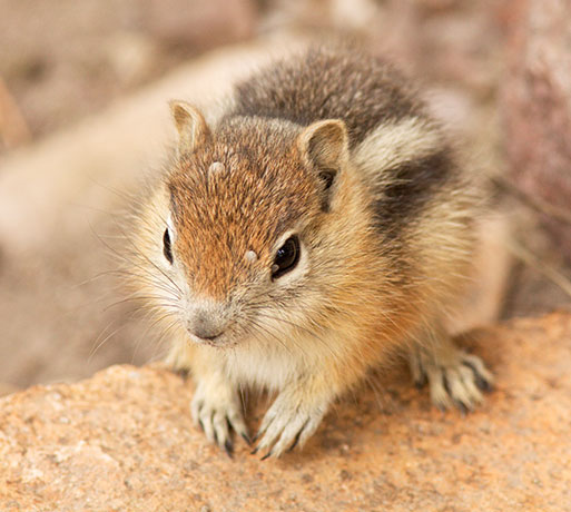 Golden-mantled Ground Squirrel Spermophilus lateralis 