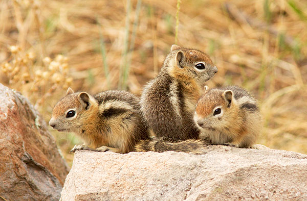 Golden-mantled Ground Squirrel Spermophilus lateralis 