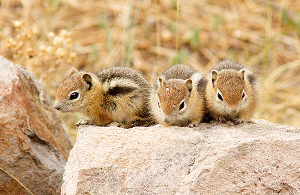 Golden-mantled Ground Squirrel Spermophilus lateralis 