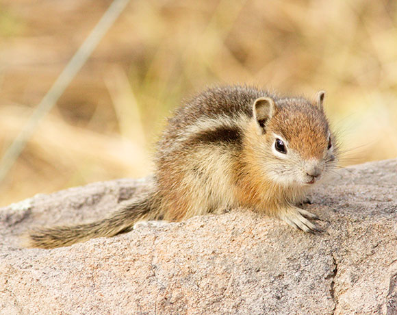Golden-mantled Ground Squirrel Spermophilus lateralis 