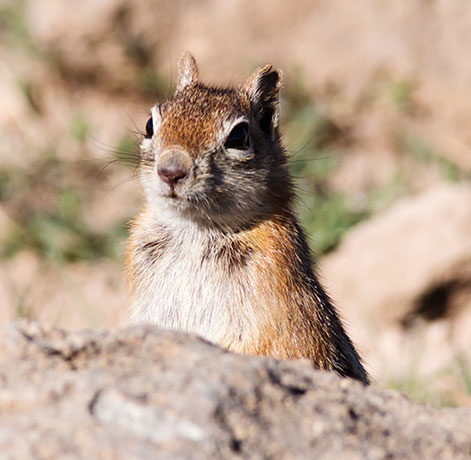 Golden-mantled Ground Squirrel Spermophilus lateralis 