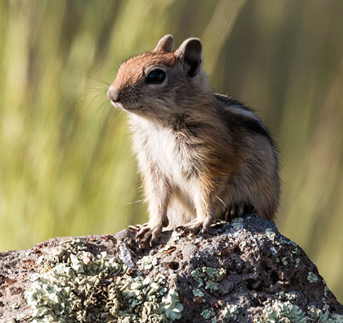 Golden-mantled Ground Squirrel Spermophilus lateralis 