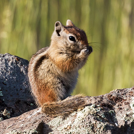 Golden-mantled Ground Squirrel Spermophilus lateralis 