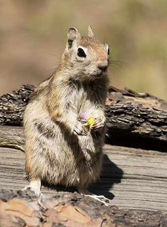 Golden-mantled Ground Squirrel Spermophilus lateralis 