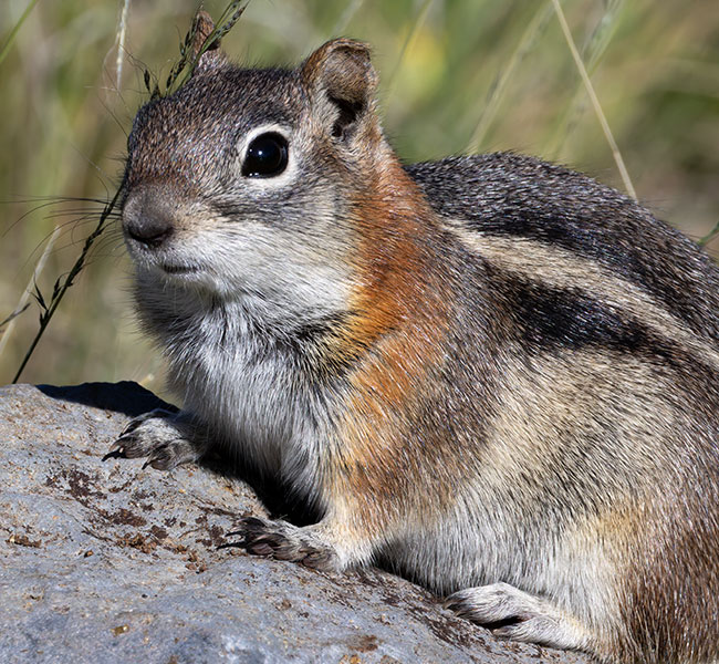 Golden-mantled Ground Squirrel Spermophilus lateralis 