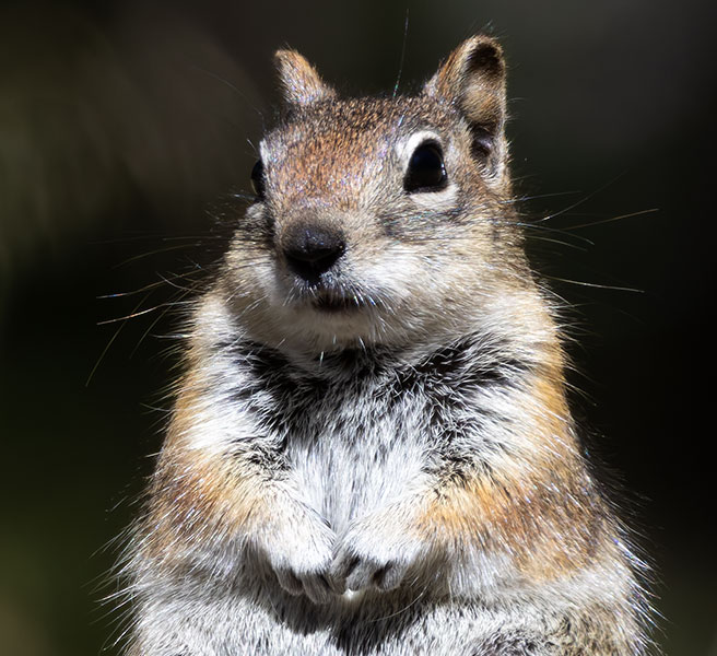 Golden-mantled Ground Squirrel Spermophilus lateralis 