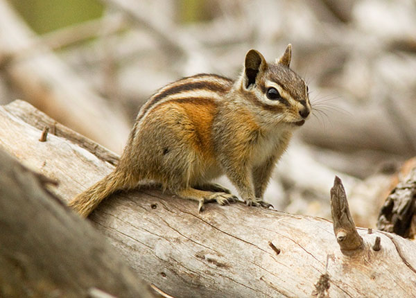 Gray-collared Chipmunk Tamias cinereicollis