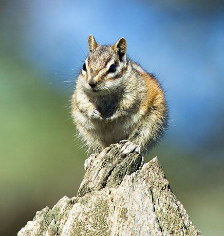 Gray-collared Chipmunk Tamias cinereicollis