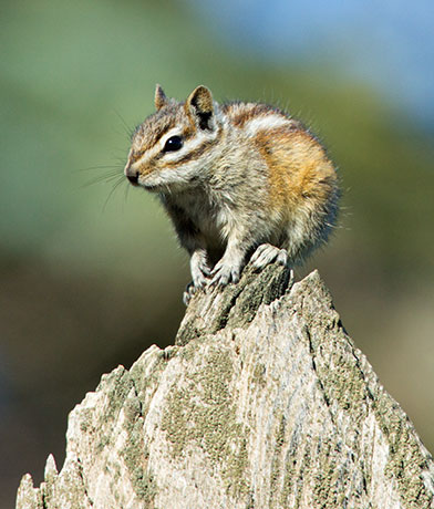 Gray-collared Chipmunk Tamias cinereicollis