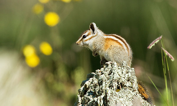 Gray-collared Chipmunk Tamias cinereicollis