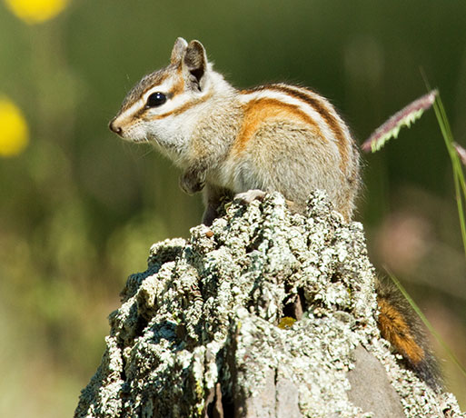 Gray-collared Chipmunk Tamias cinereicollis