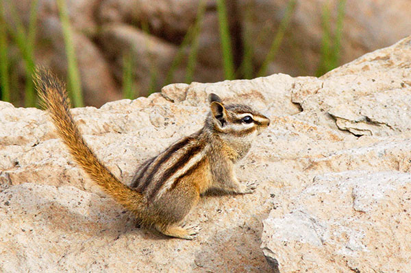 Gray-collared Chipmunk Tamias cinereicollis
