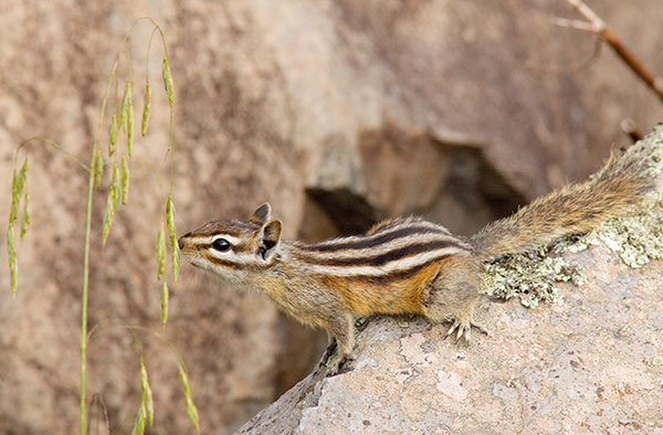 Gray-collared Chipmunk Tamias cinereicollis