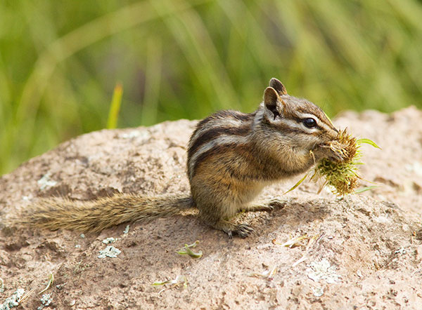Gray-collared Chipmunk Tamias cinereicollis