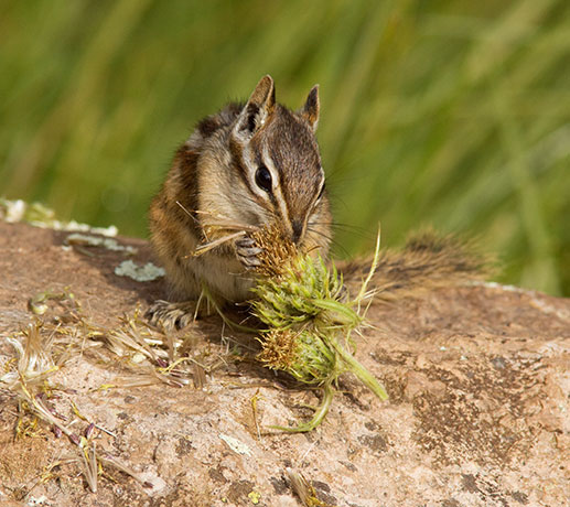 Gray-collared Chipmunk Tamias cinereicollis