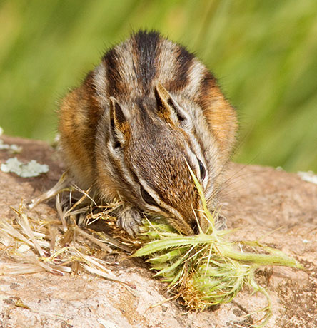 Gray-collared Chipmunk Tamias cinereicollis