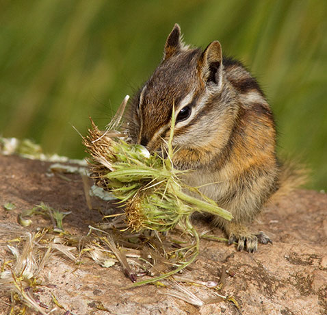 Gray-collared Chipmunk Tamias cinereicollis