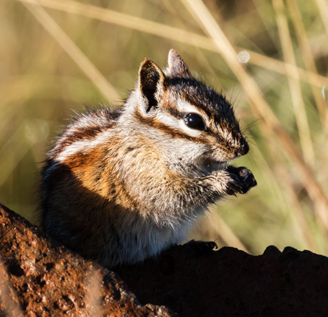 Gray-collared Chipmunk Tamias cinereicollis