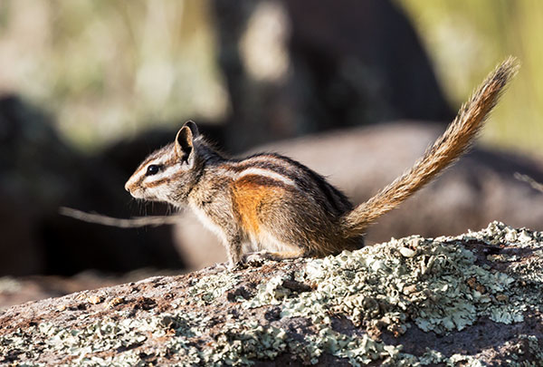 Gray-collared Chipmunk Tamias cinereicollis